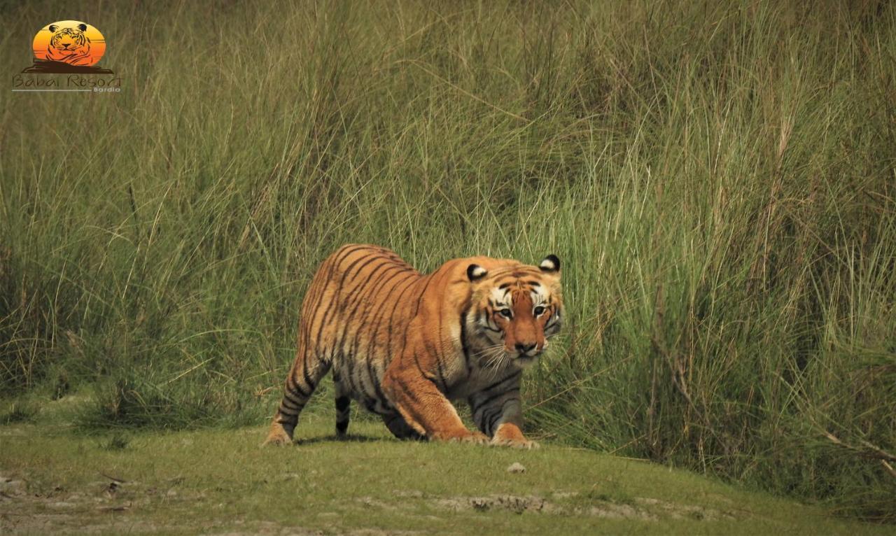 Babai Resort Pvt Ltd Bardiya Eksteriør bilde