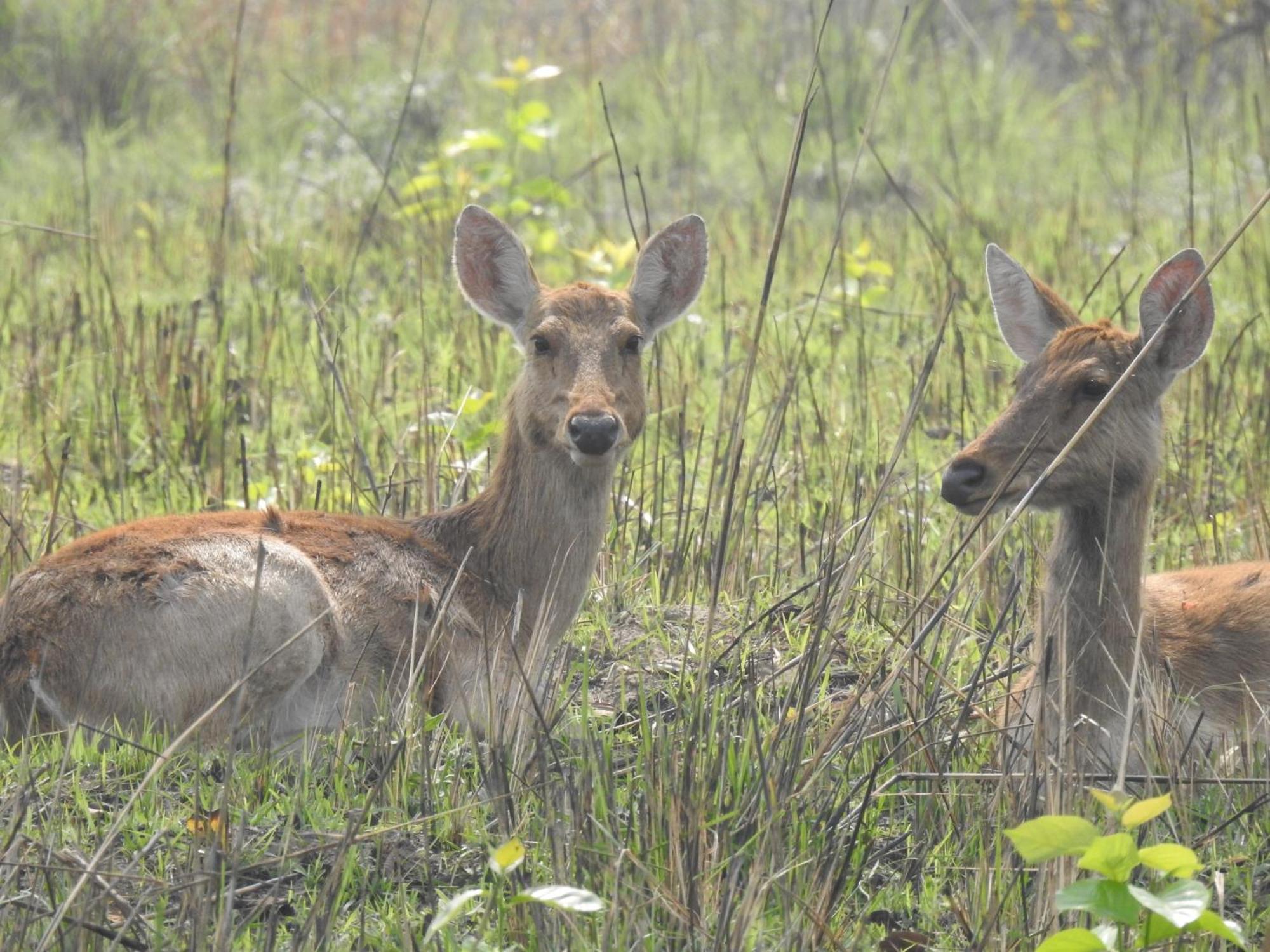 Babai Resort Pvt Ltd Bardiya Eksteriør bilde