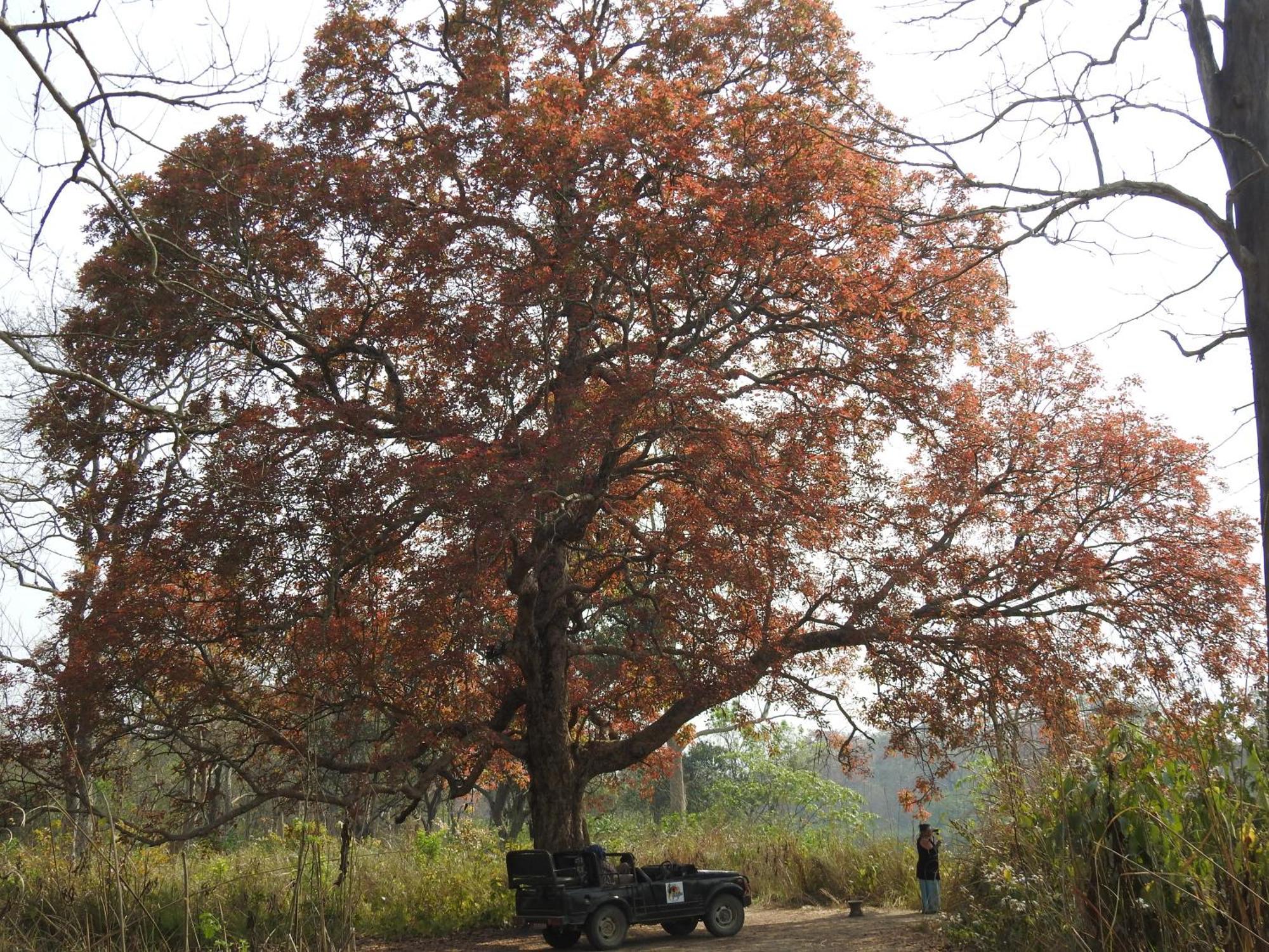 Babai Resort Pvt Ltd Bardiya Eksteriør bilde