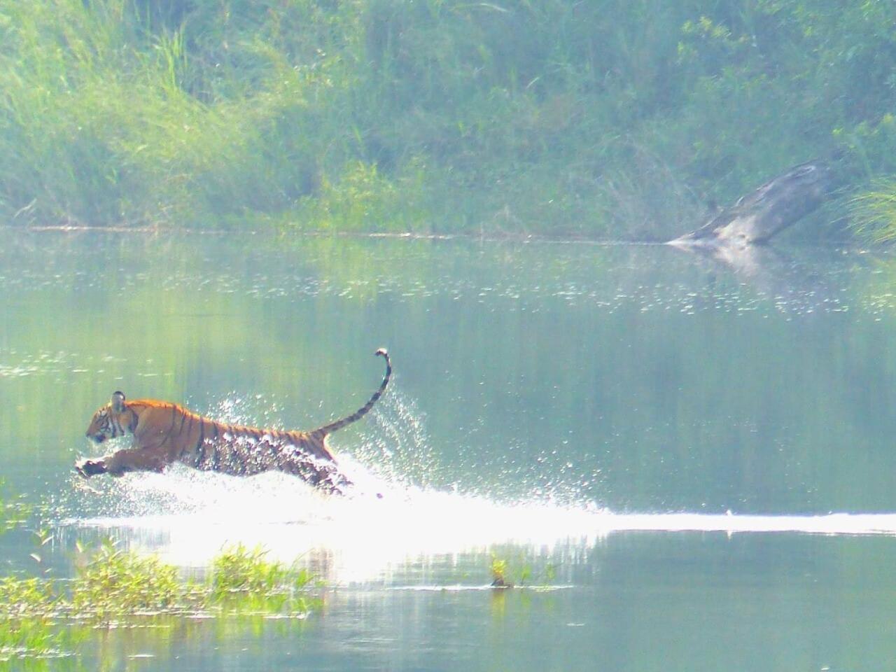 Babai Resort Pvt Ltd Bardiya Eksteriør bilde