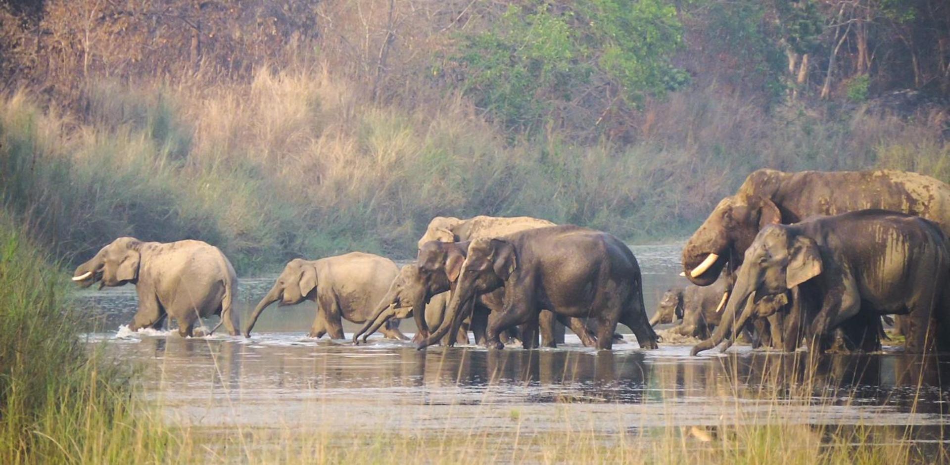 Babai Resort Pvt Ltd Bardiya Eksteriør bilde