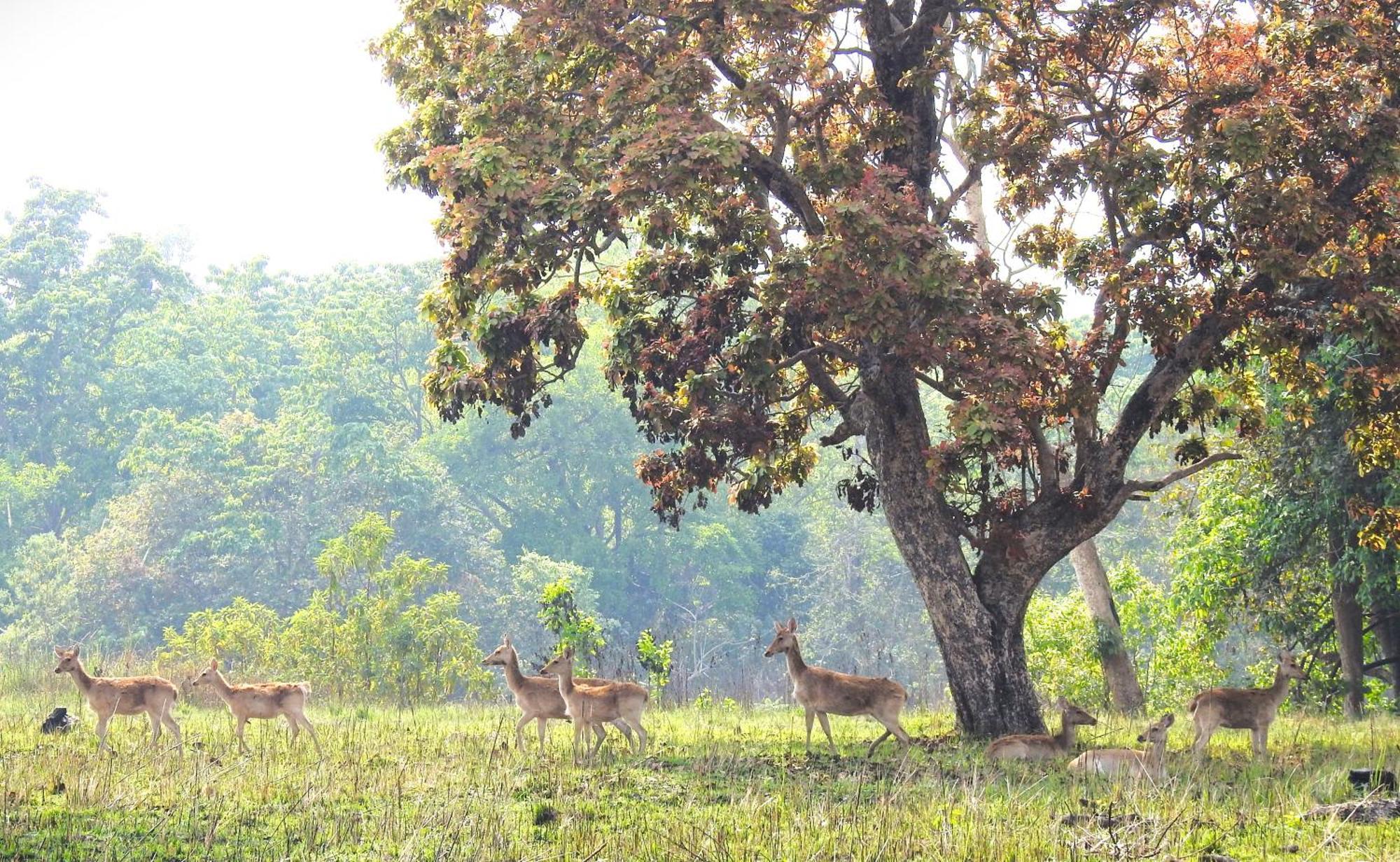 Babai Resort Pvt Ltd Bardiya Eksteriør bilde